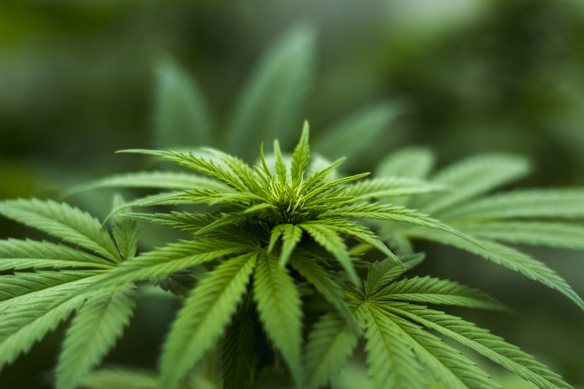 Cannabis 101 with Hart Steinfield